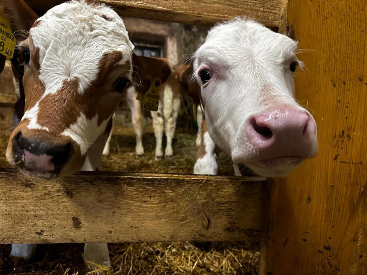 Farm stay Kloeckhof *