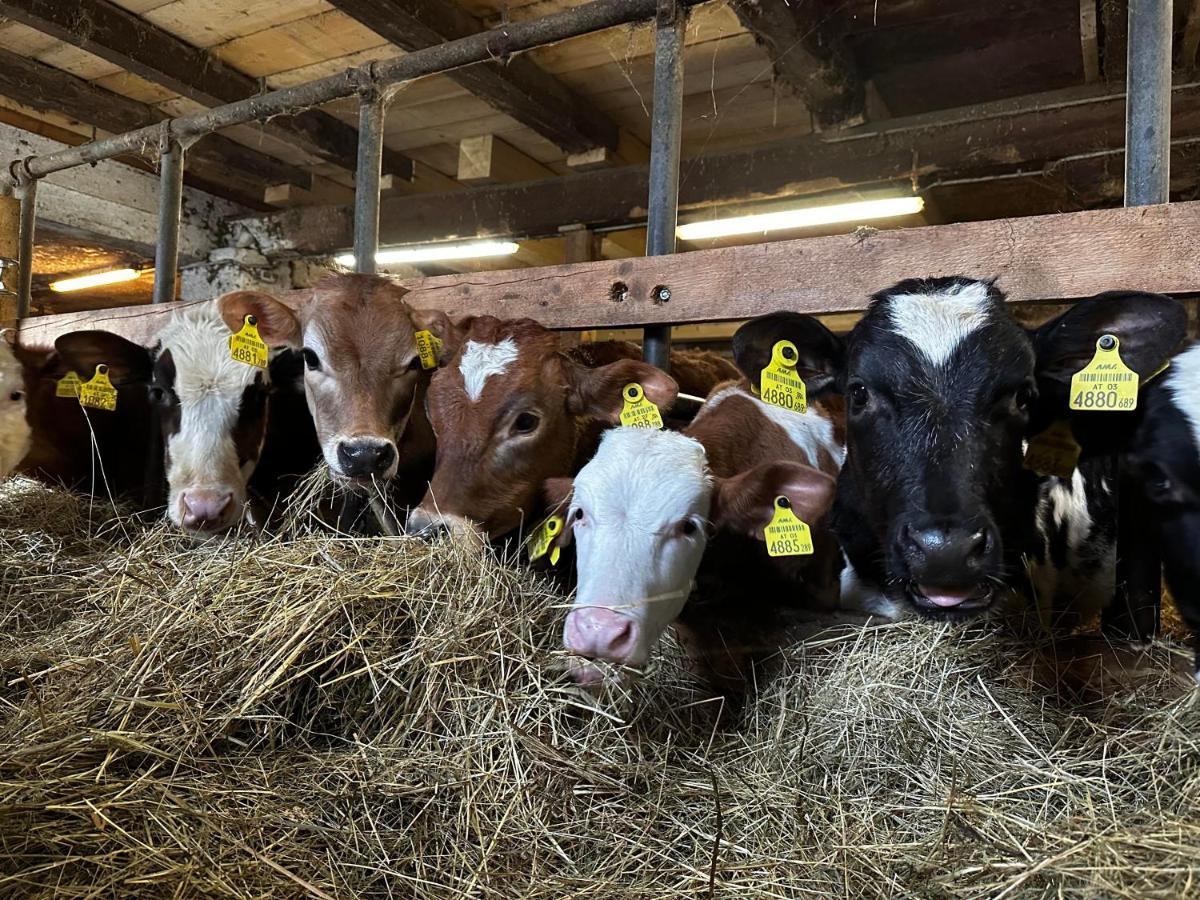 Farm stay Kloeckhof Aich (Styria)
