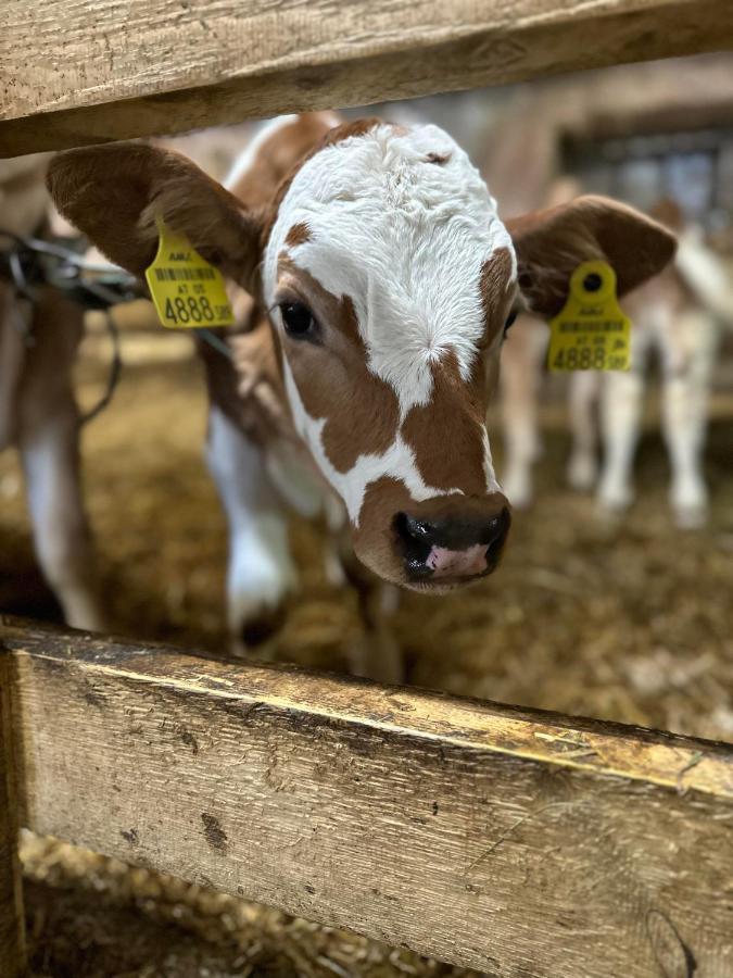 Séjour à la ferme Kloeckhof *