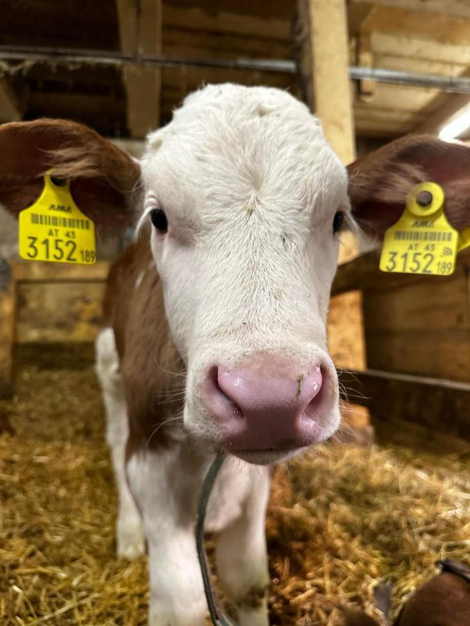 Séjour à la ferme Kloeckhof Aich (Styria)